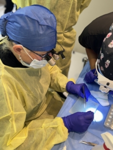 Dr Kelemen preparing a long hair graft for implantation.