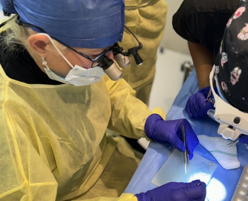 Dr Kelemen preparing a long hair graft for implantation.