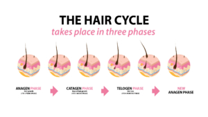 Hair growth cycle